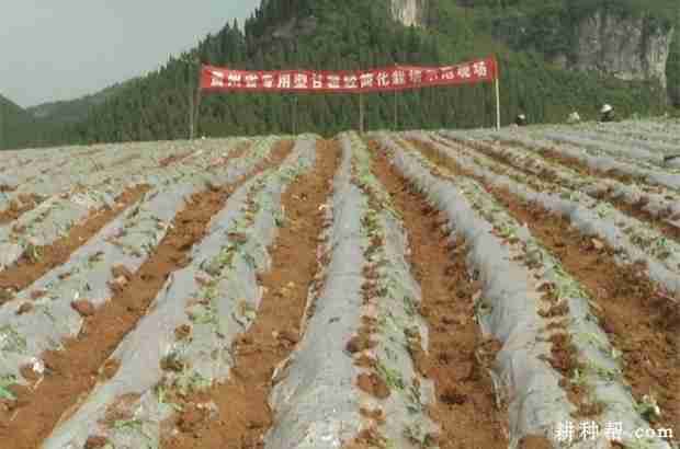 种植红薯盖地膜有什么好处(种植红薯盖地膜有什么好处和坏处)